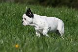 BOULEDOGUE FRANCAIS 1070